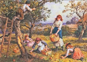 Apple harvest